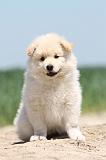 CHIEN FINNOIS DE LAPONIE 605